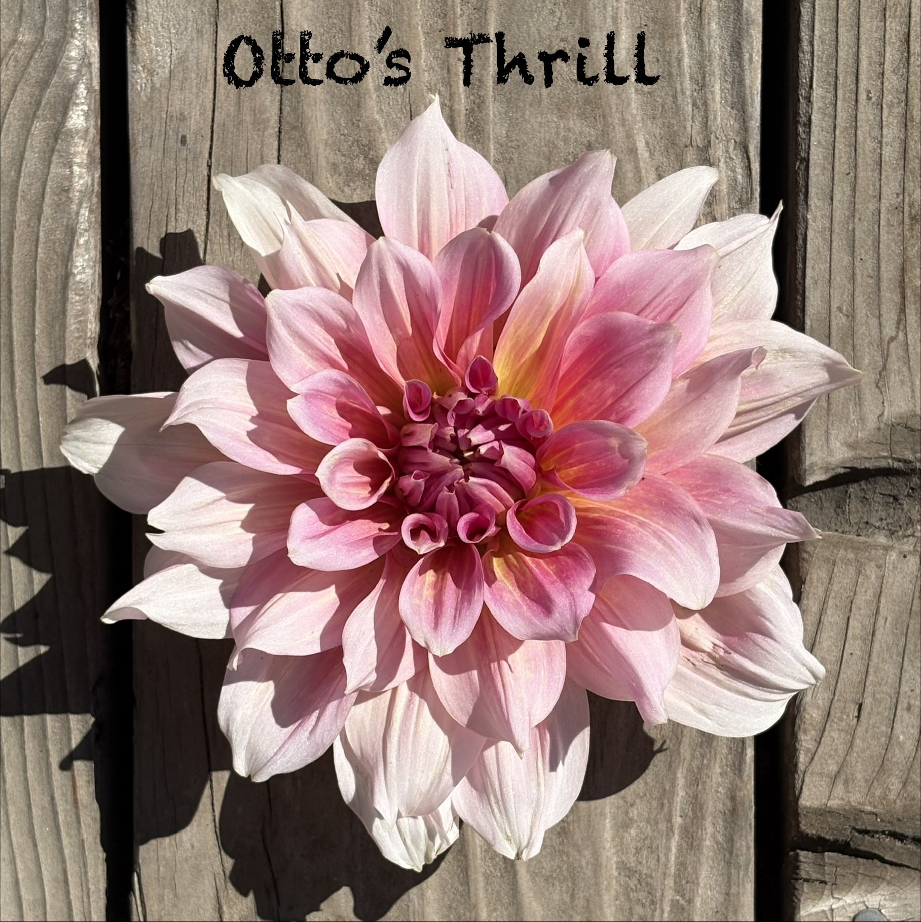 Otto's Thrill