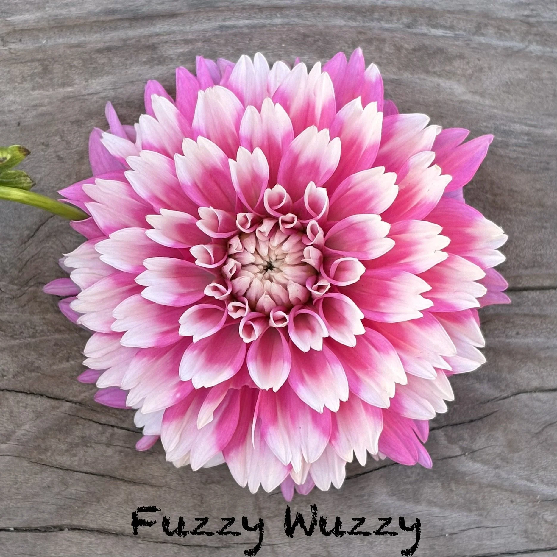 Fuzzy Wuzzy