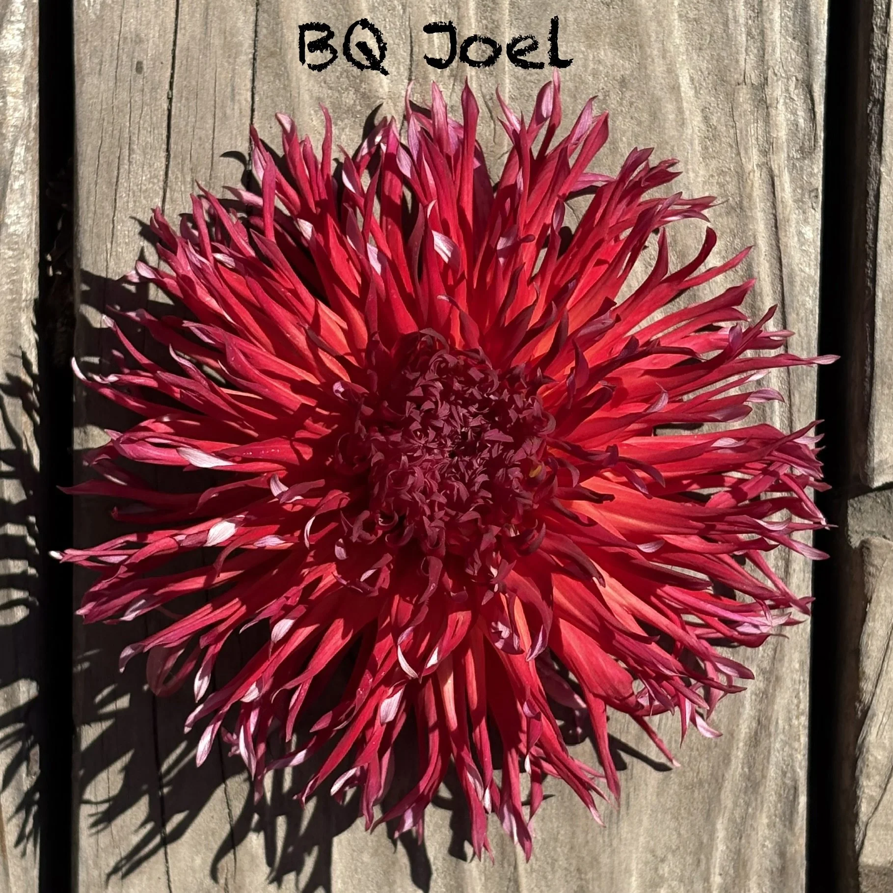BQ Joel