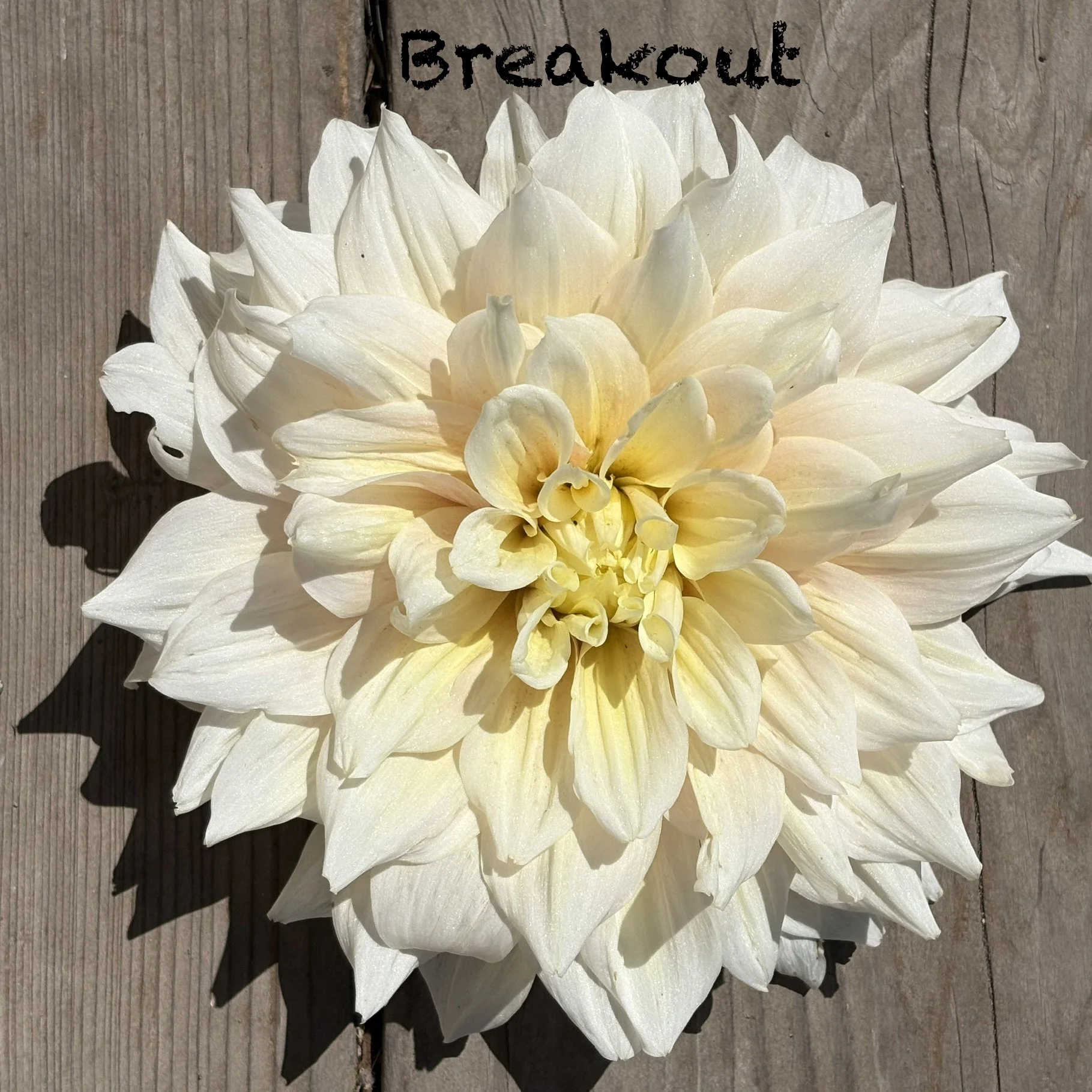 Breakout