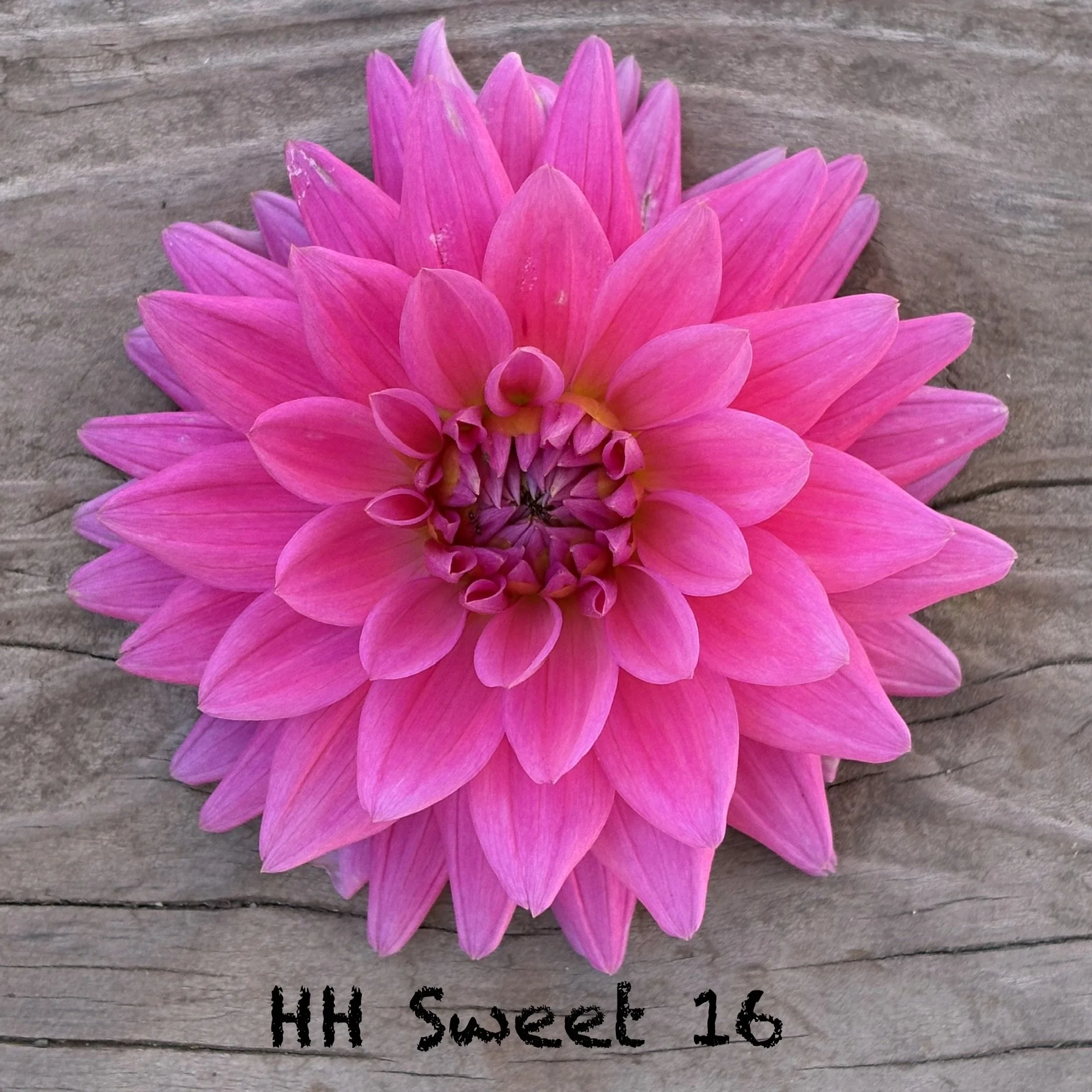 HH Sweet 16