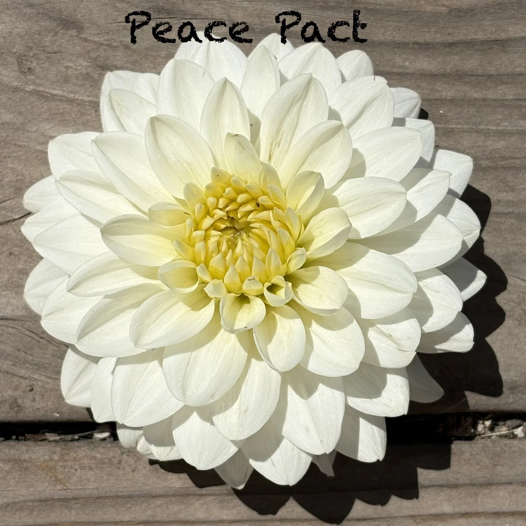 Peace Pact