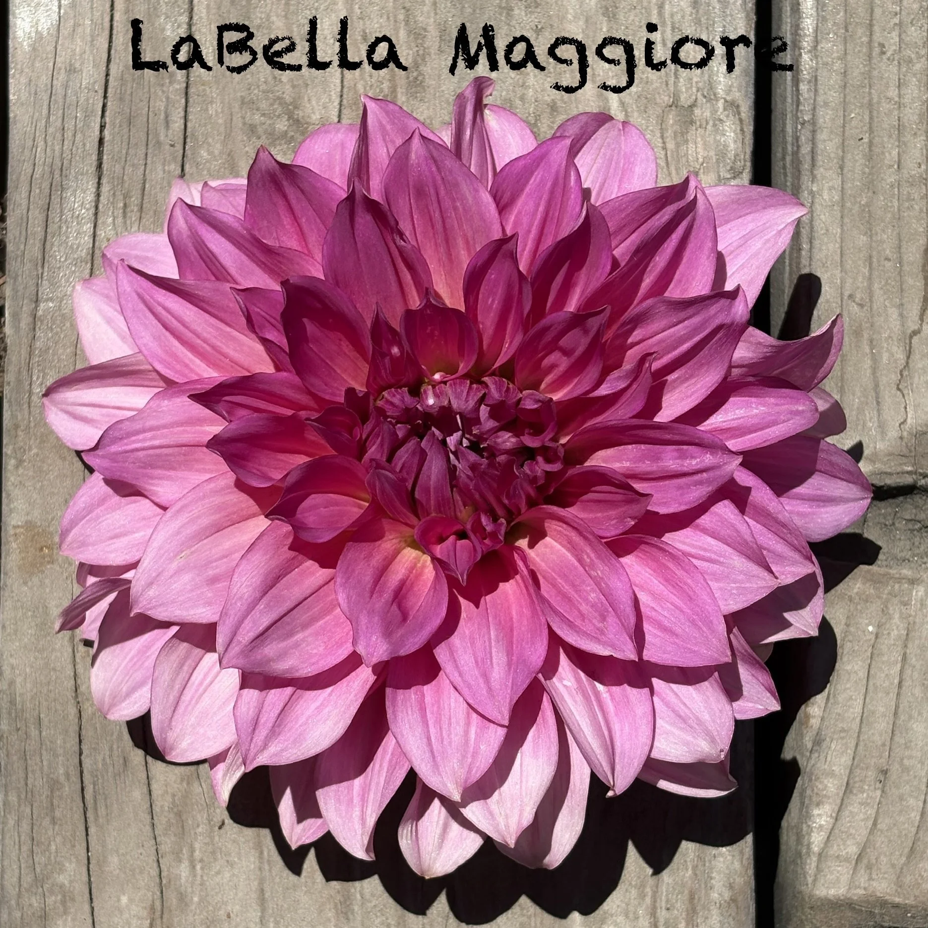 LaBella Maggiore