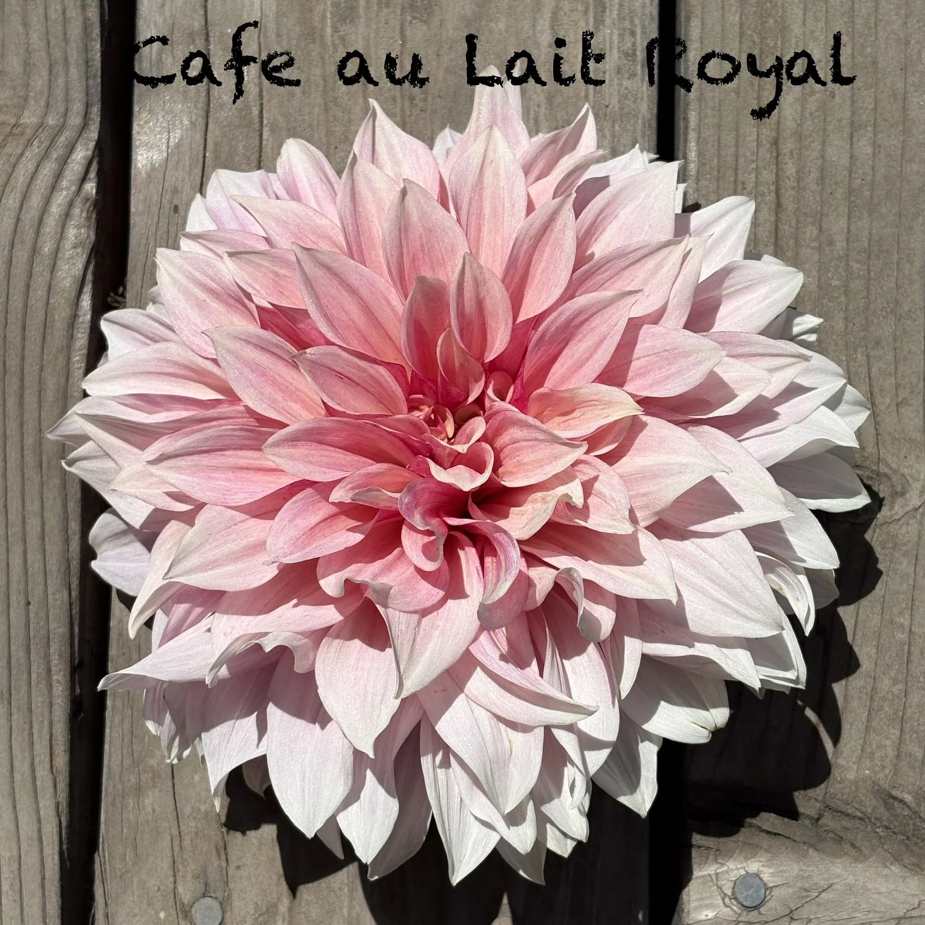 Cafe au Lait Royal