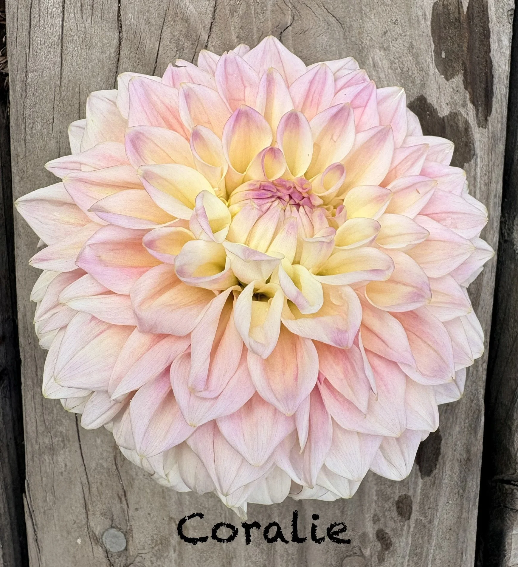 Coralie