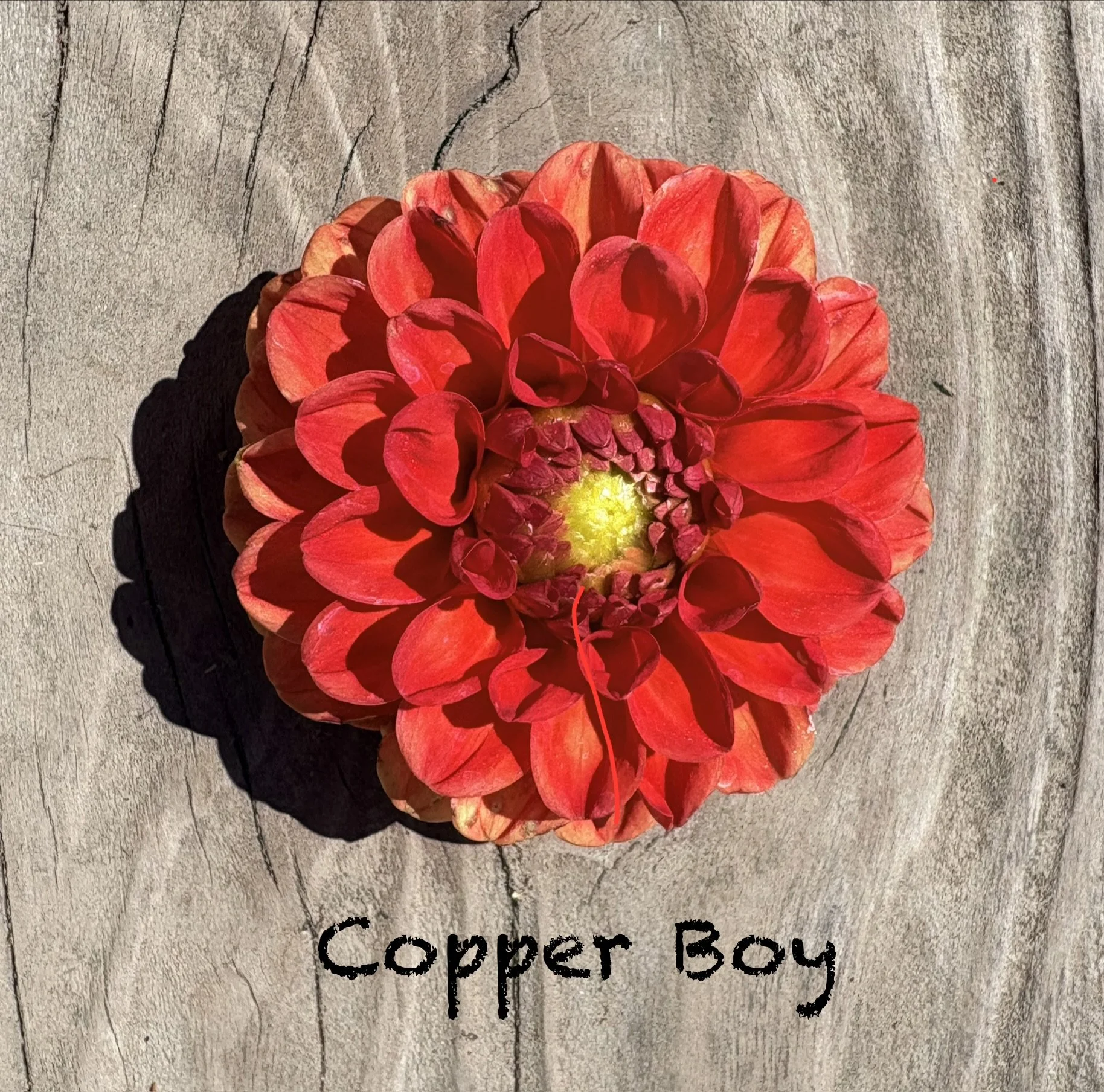 Copper Boy