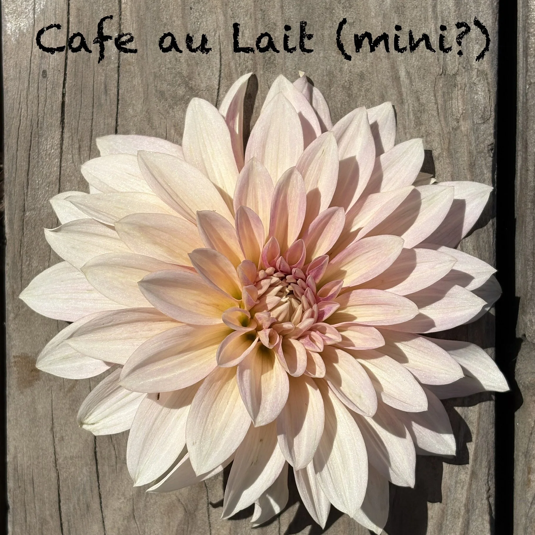 Cafe au Lait (mini?)