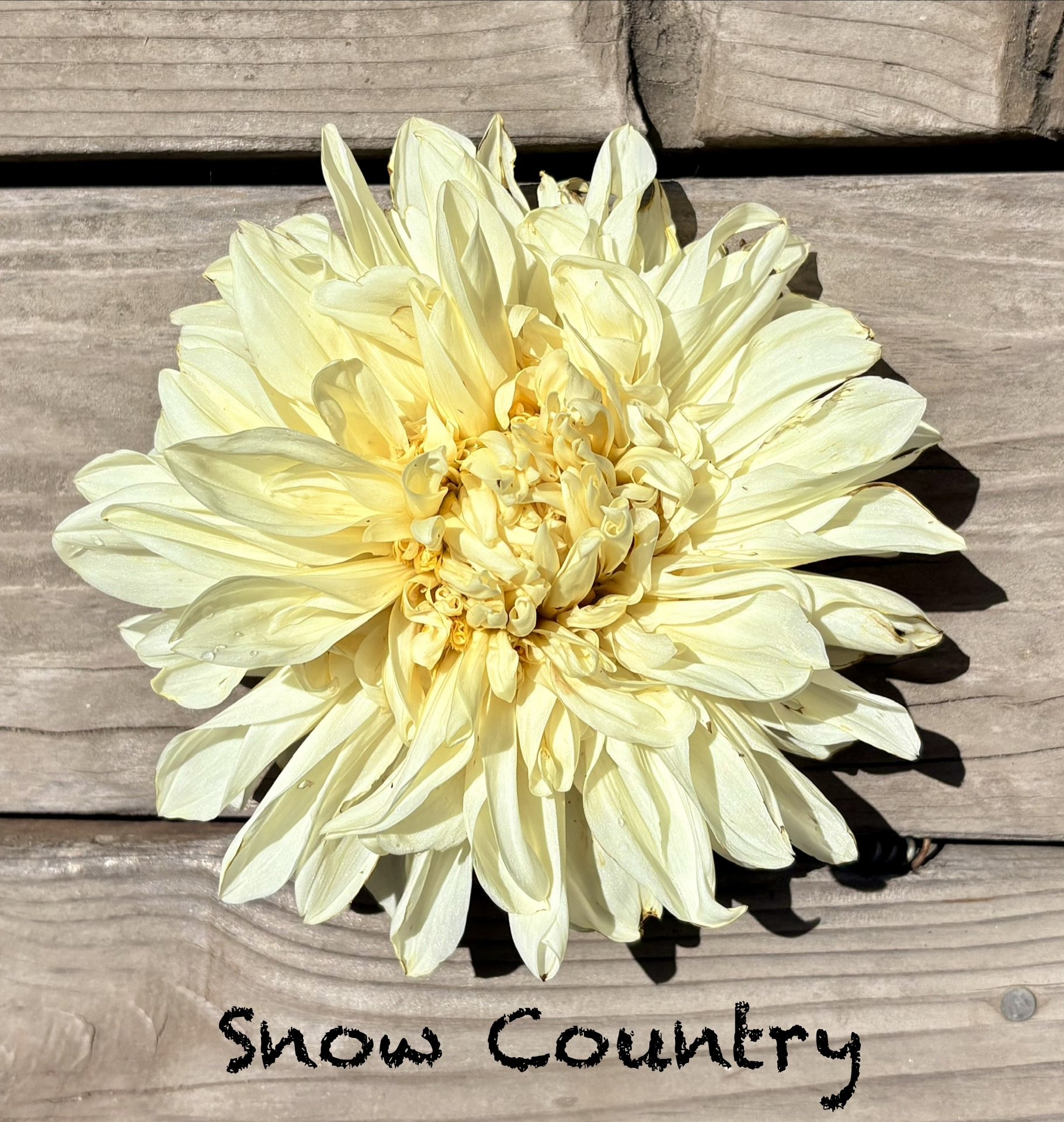 Snow Country