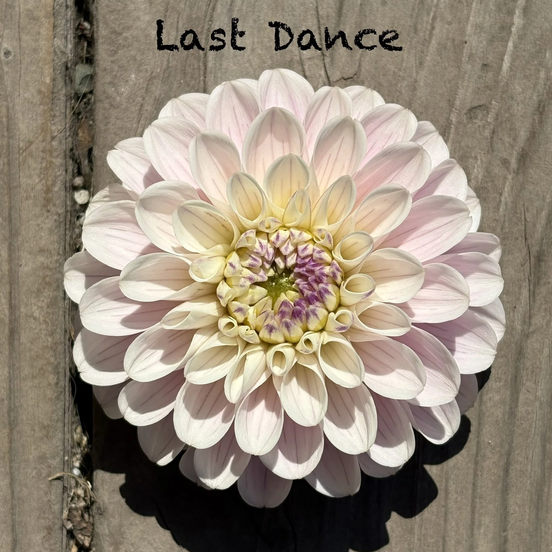Last Dance