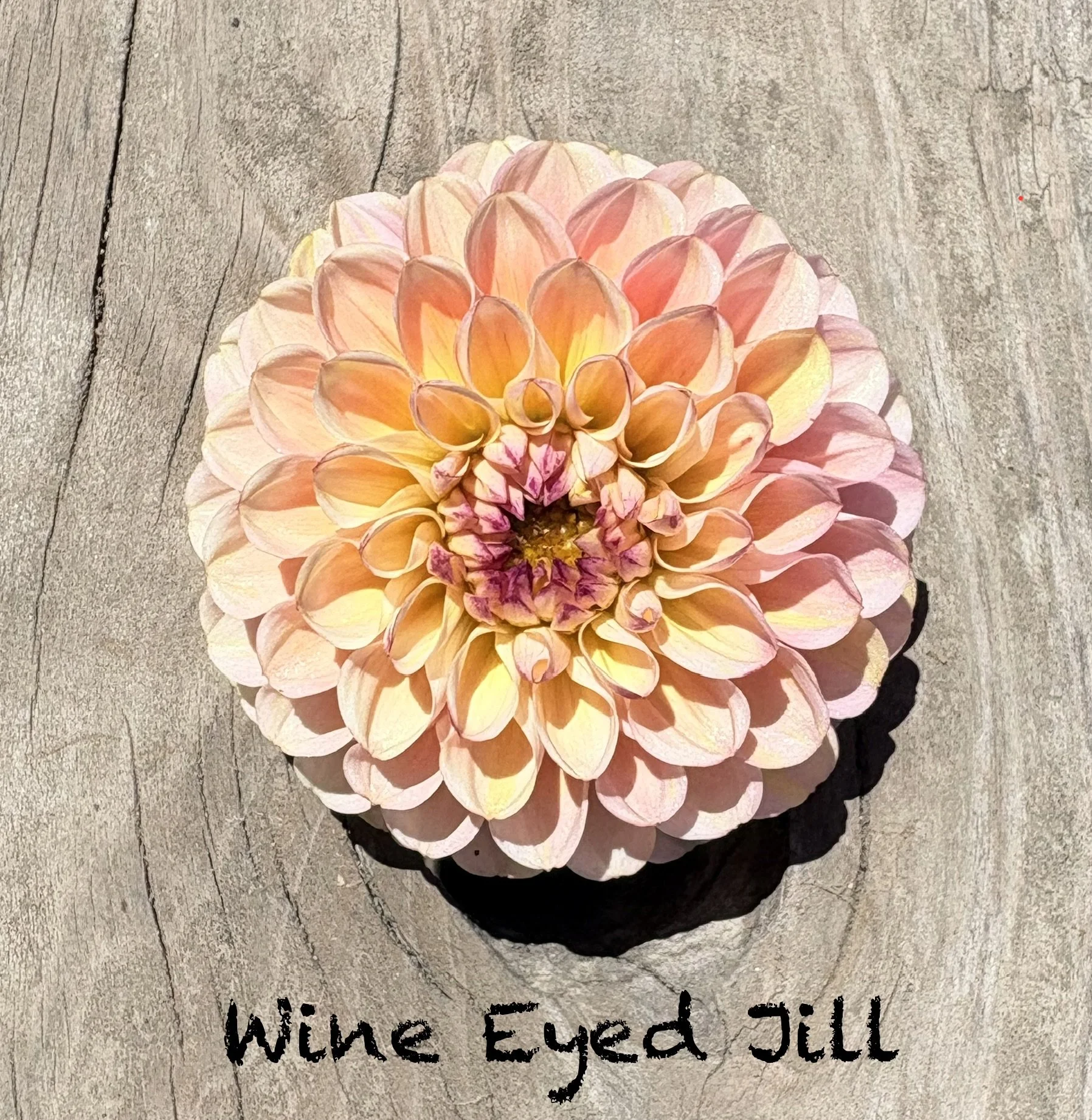 Wine Eyed Jill