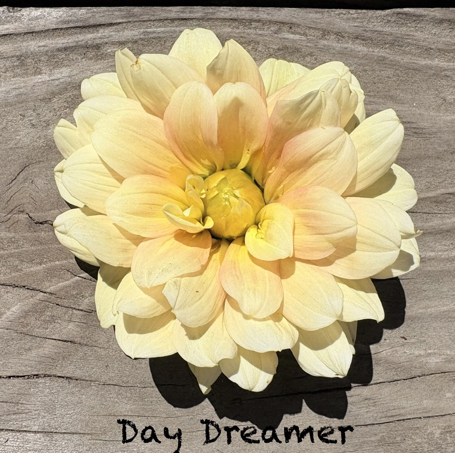 Day Dreamer