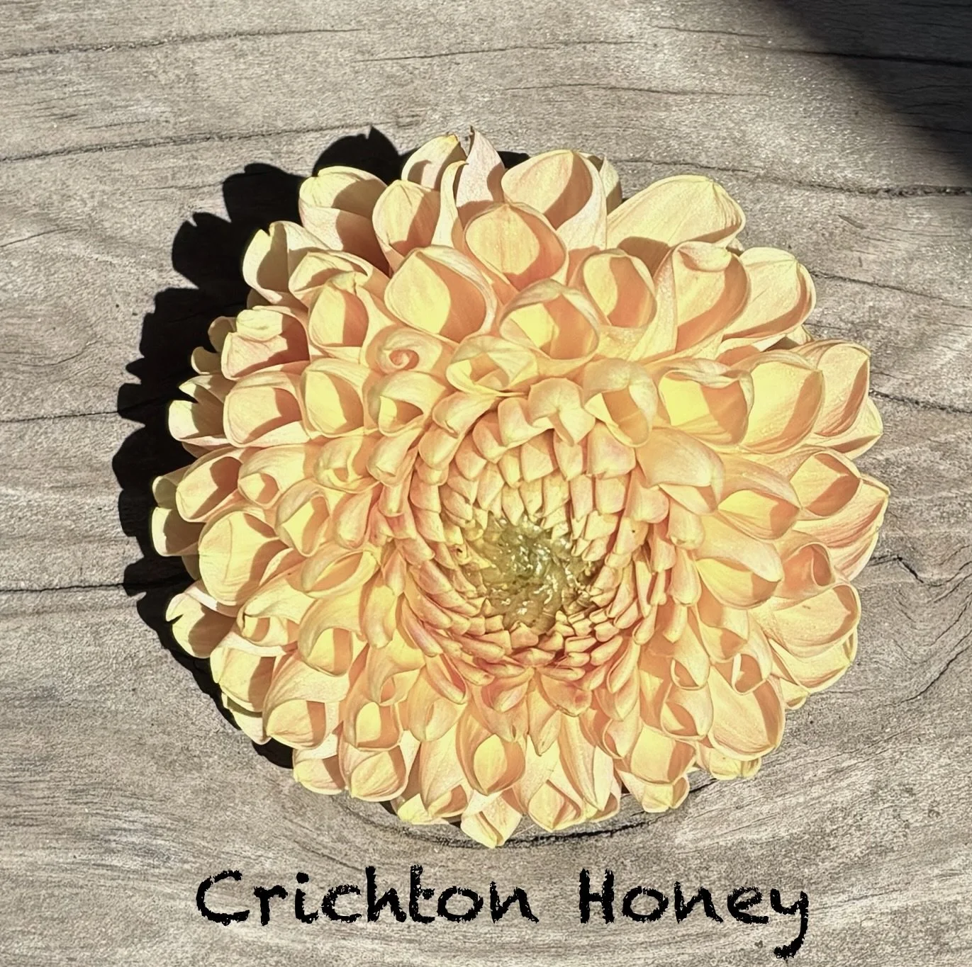 Crichton Honey