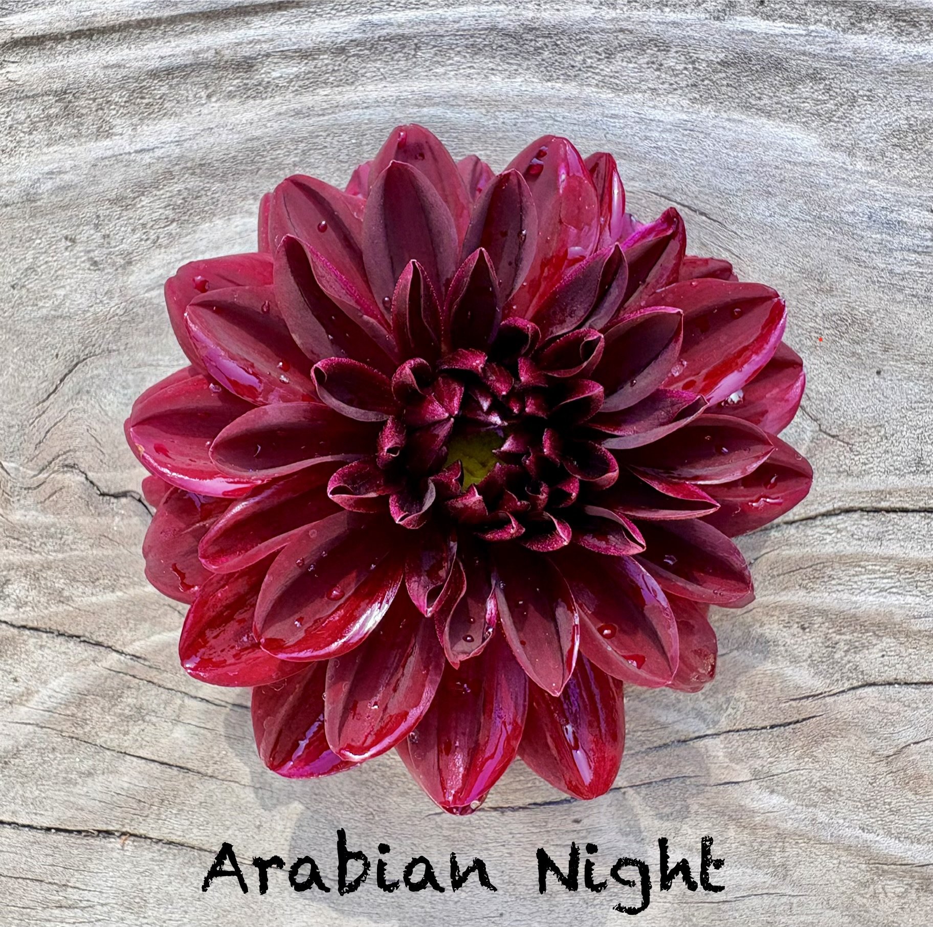 Arabian Night