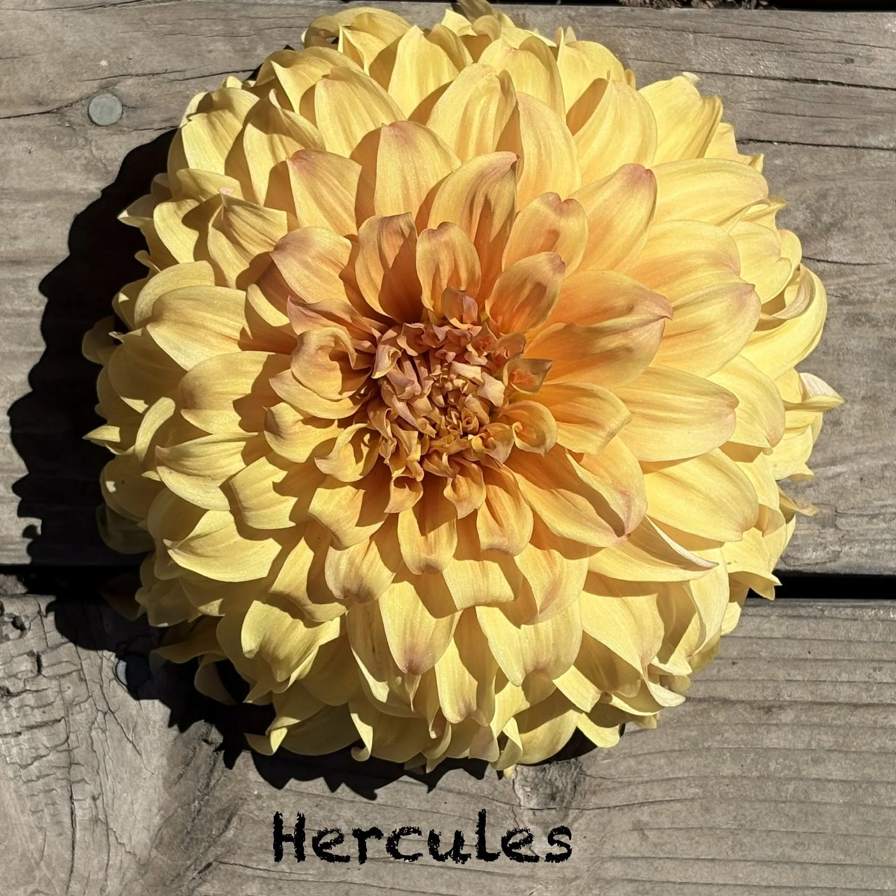 Hercules