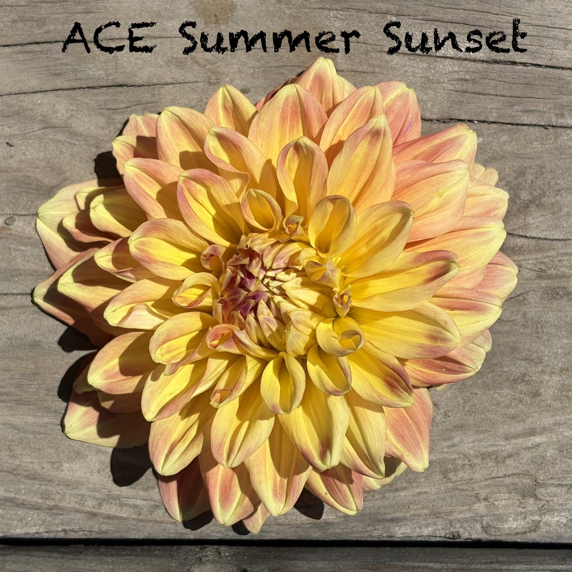 ACE Summer Sunset