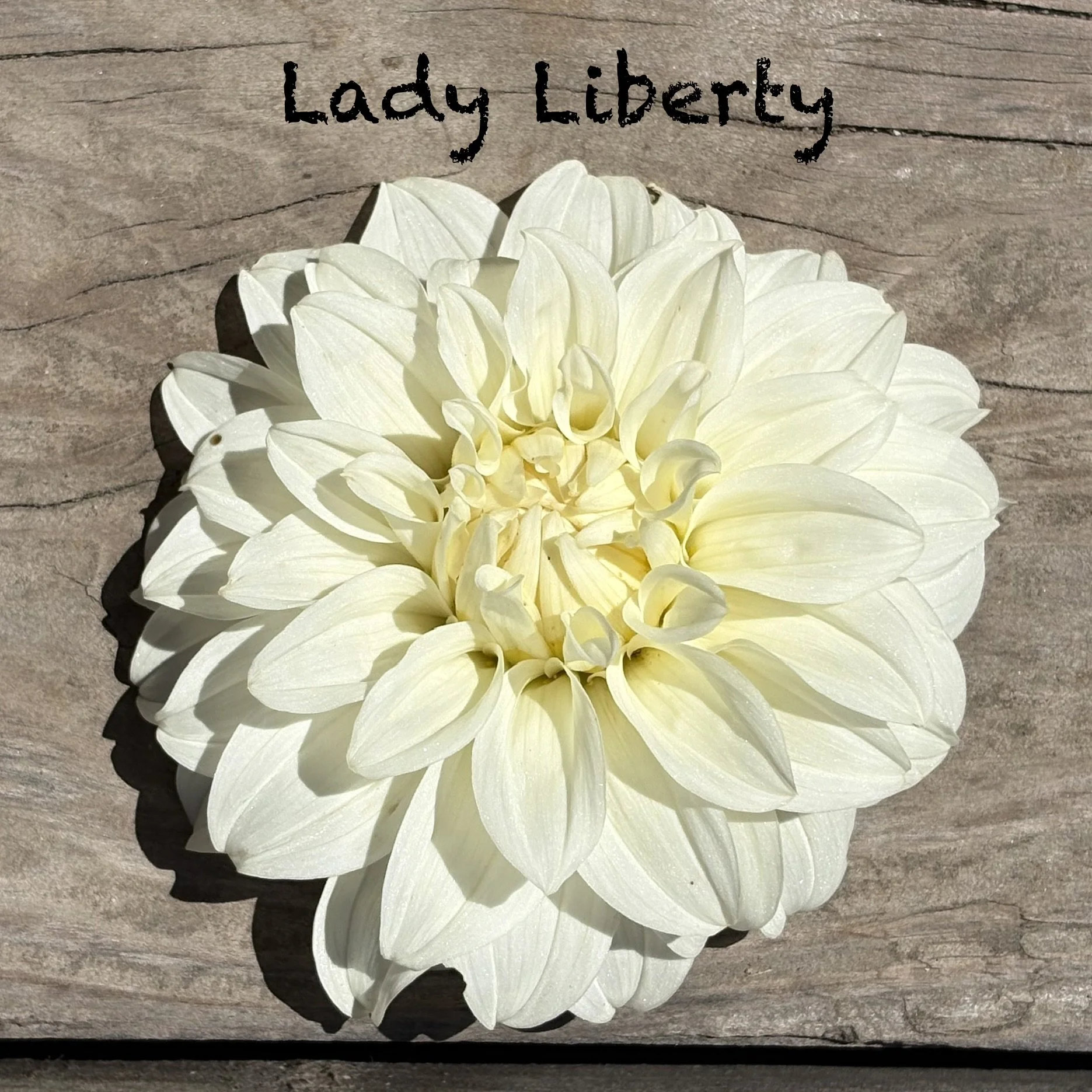 Lady Liberty