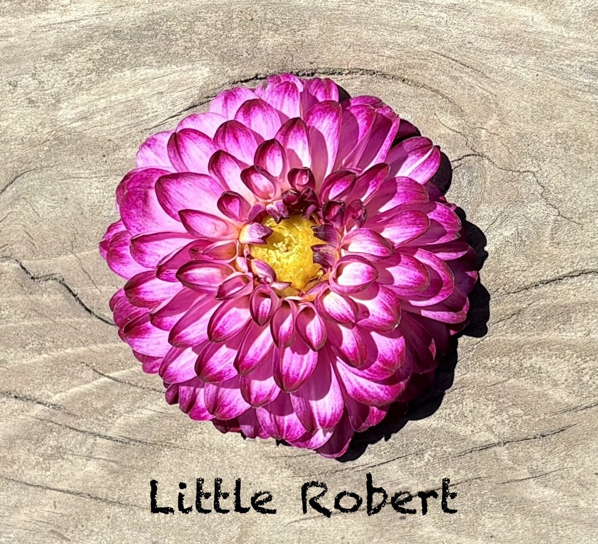 Little Robert