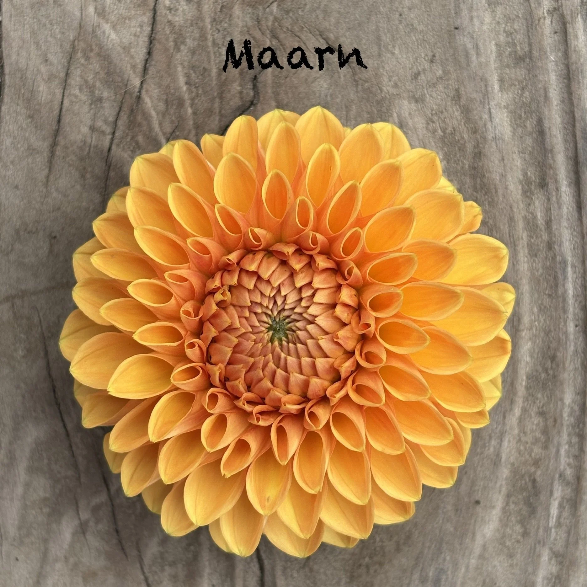 Maarn