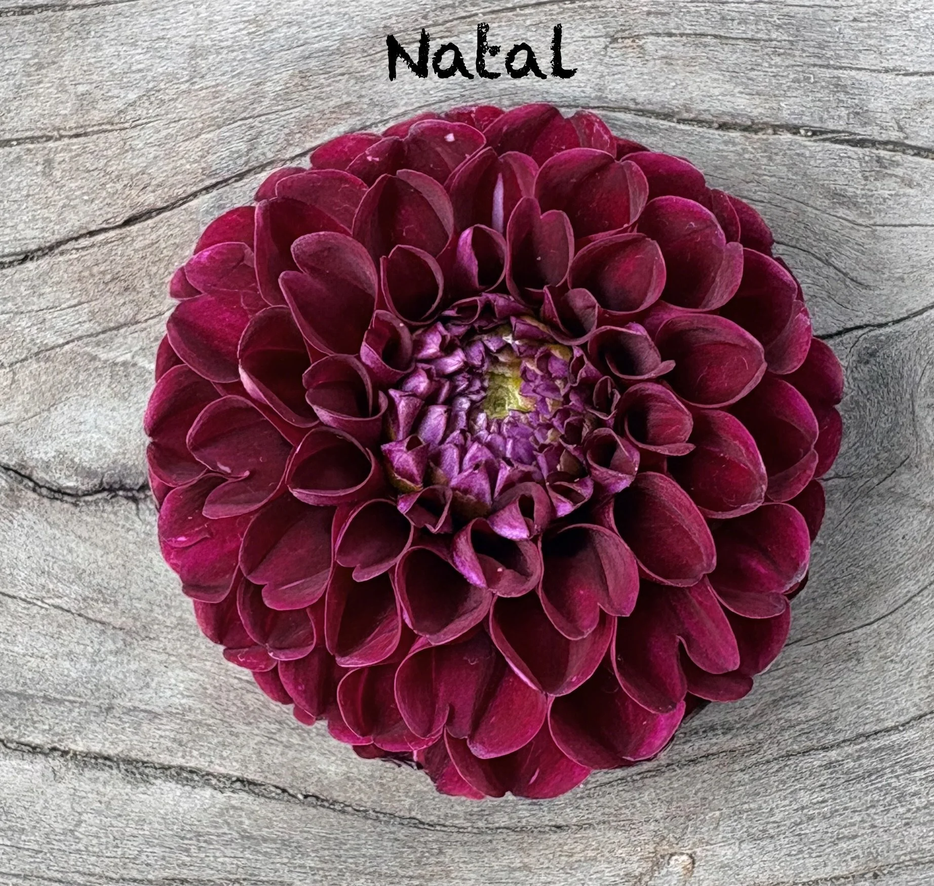 Natal