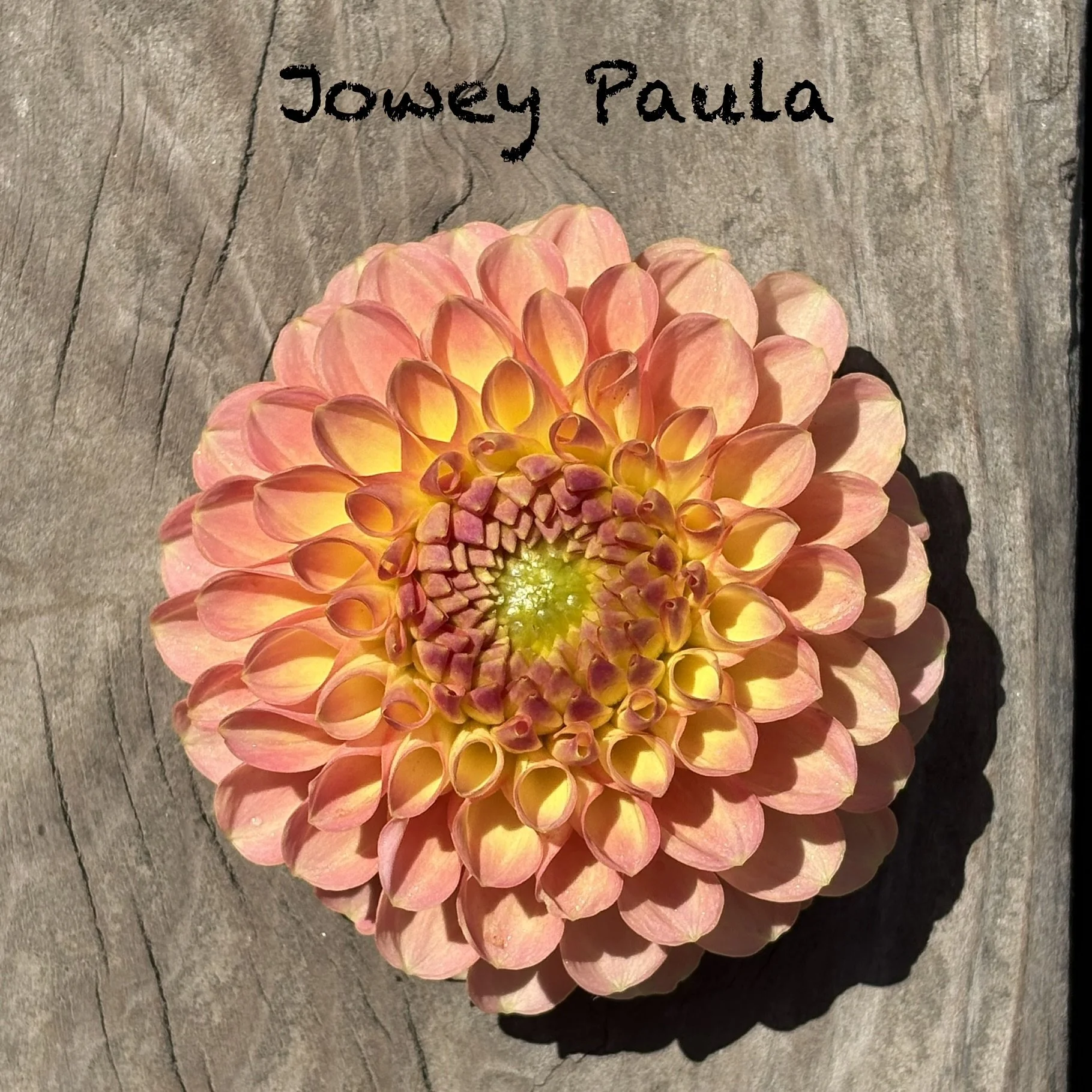Jowey Paula