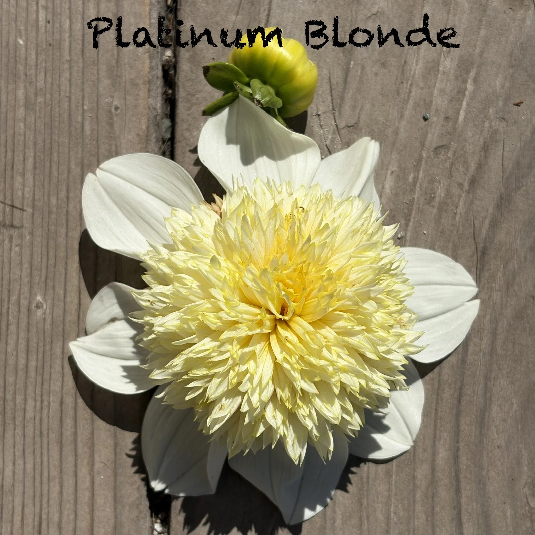 Platinum Blonde