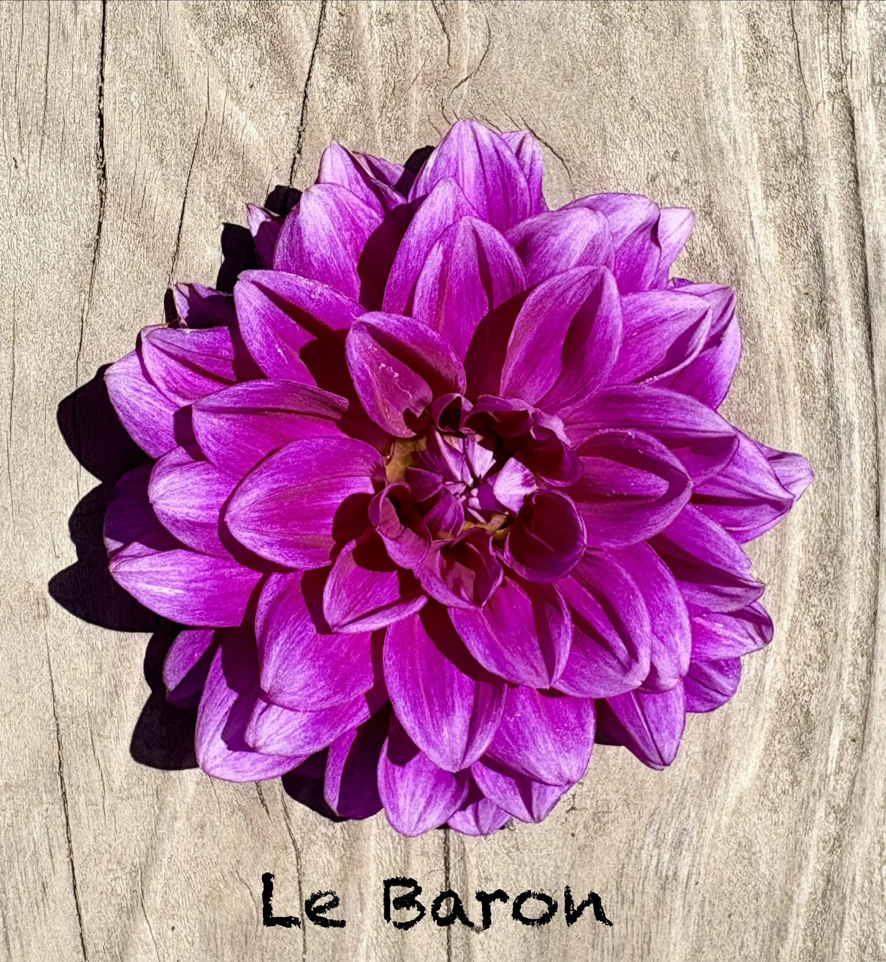 Le Baron