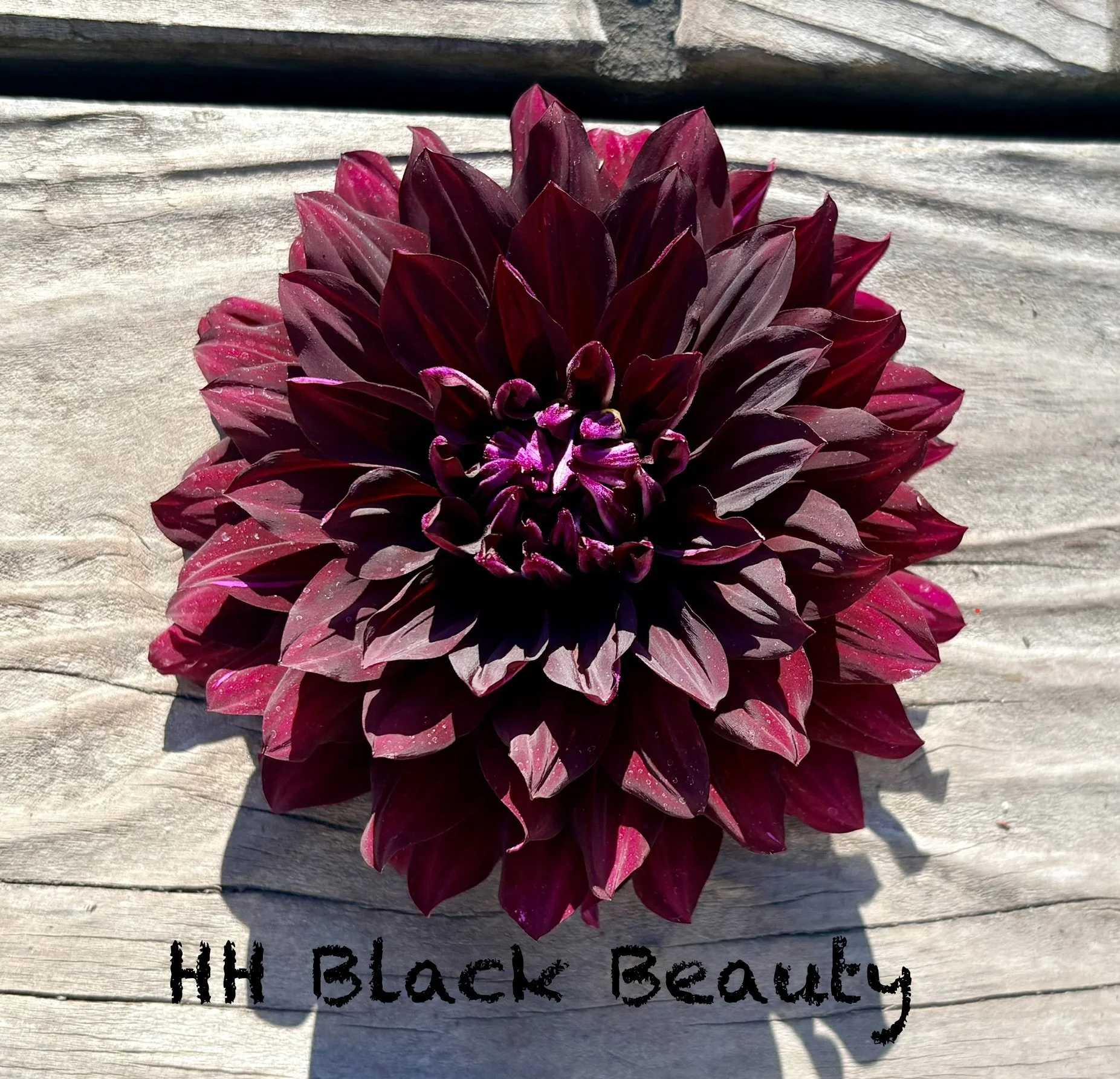 HH Black Beauty