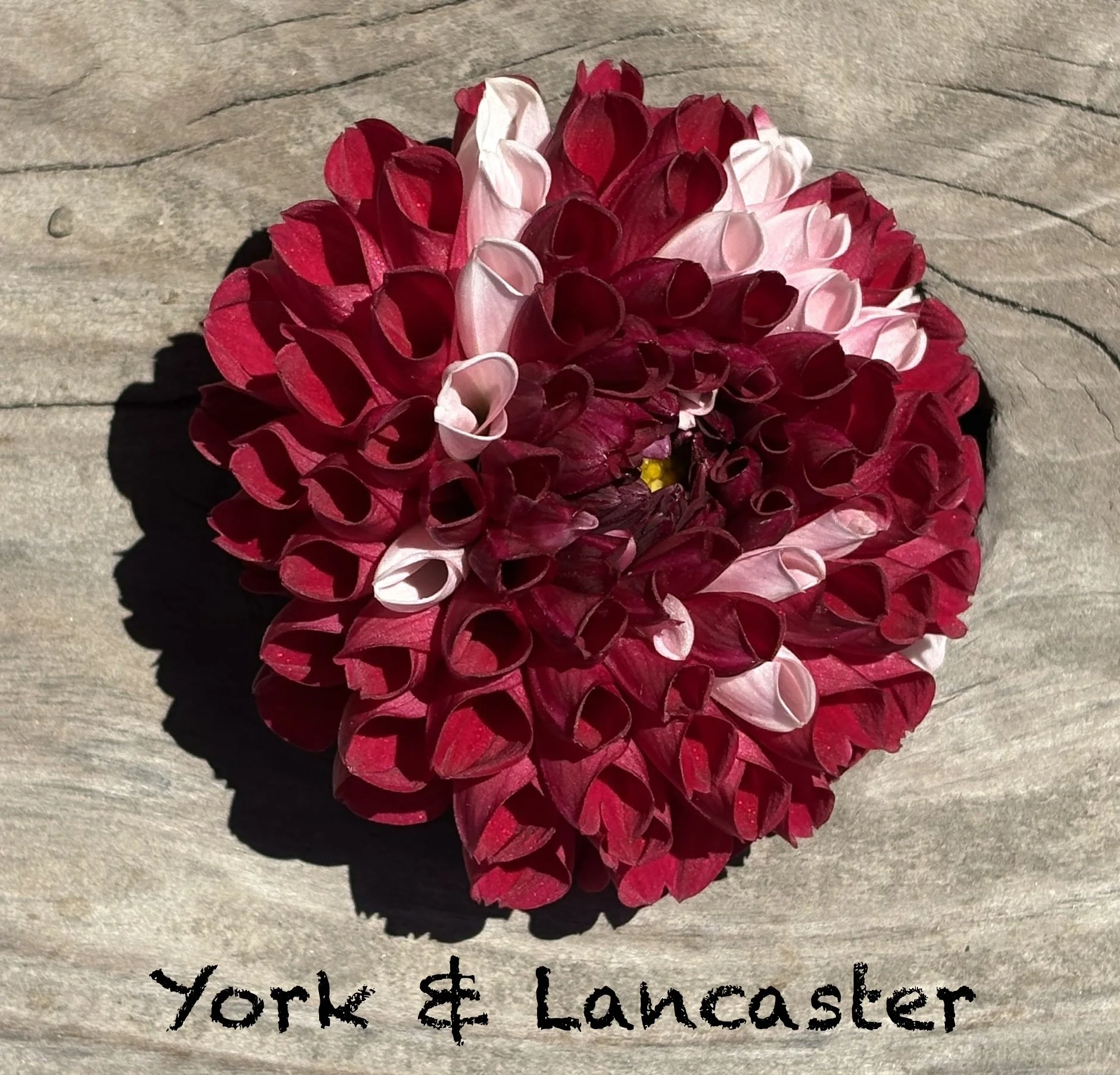 York & Lancaster
