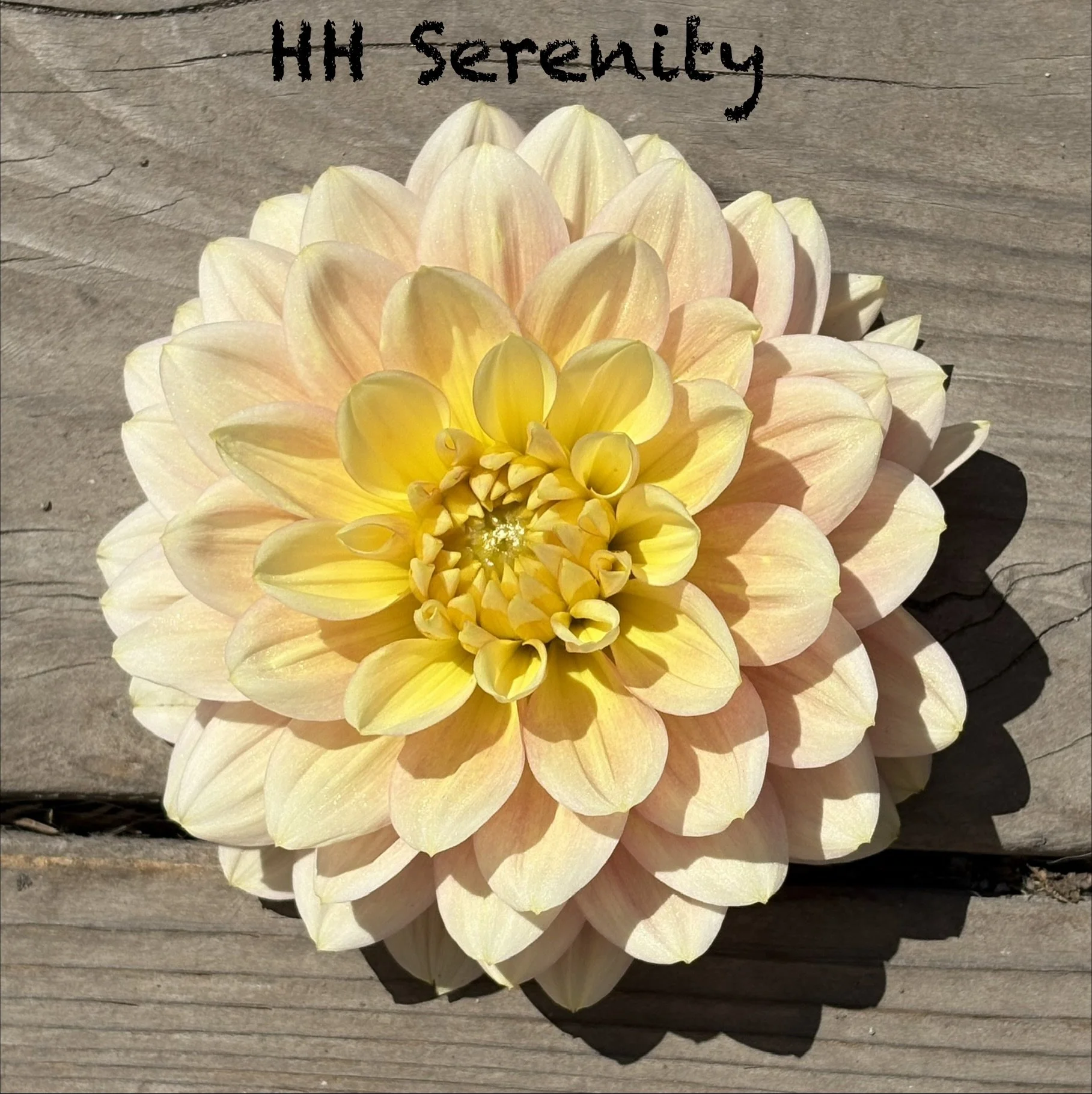 HH Serenity