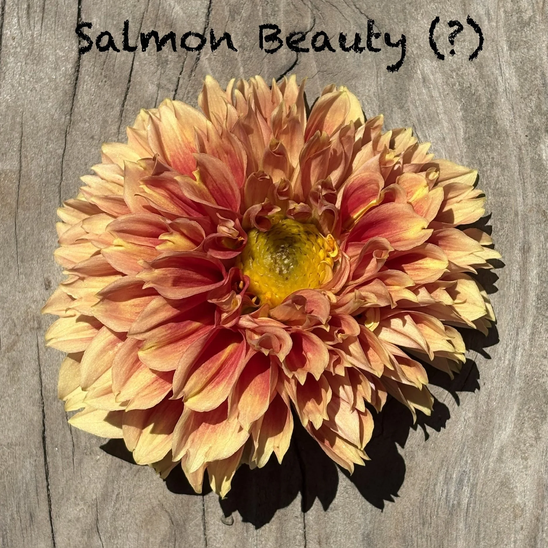 Salmon Beauty