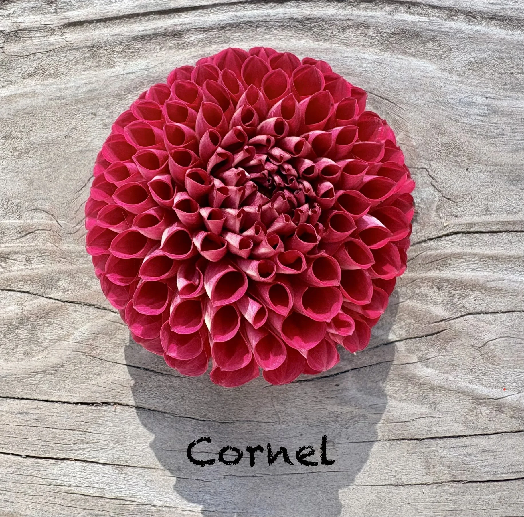 Cornel