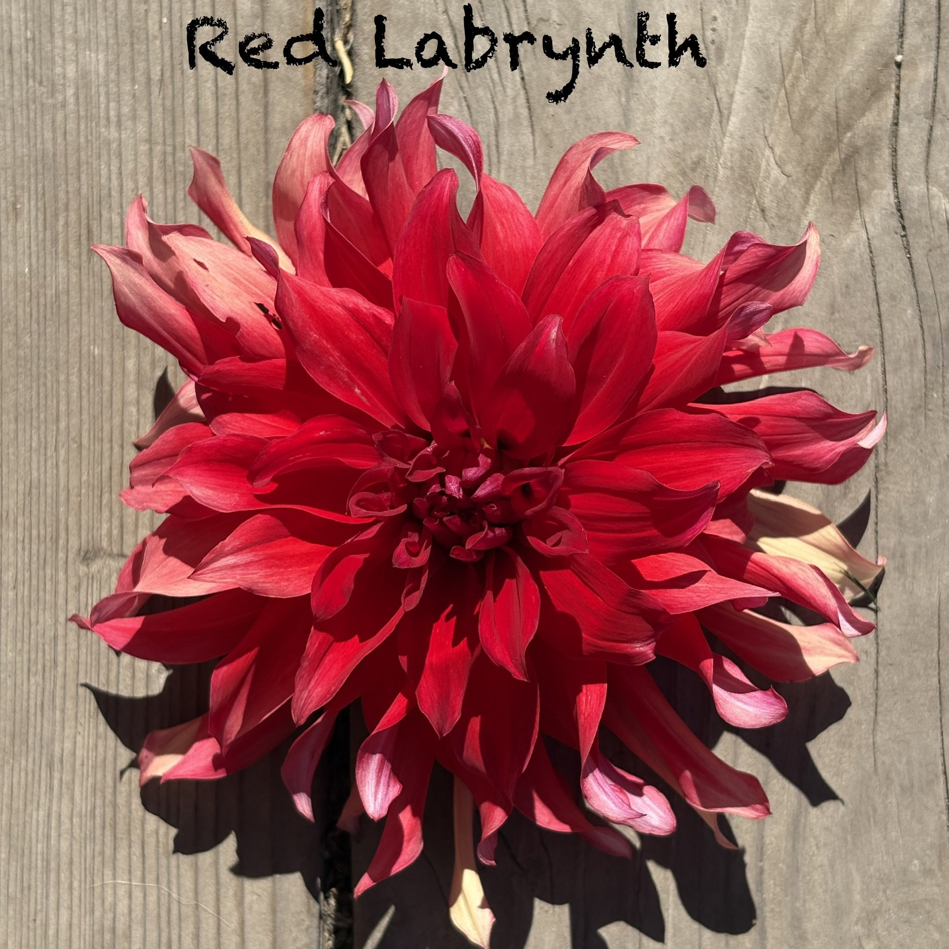 Red Labyrinth