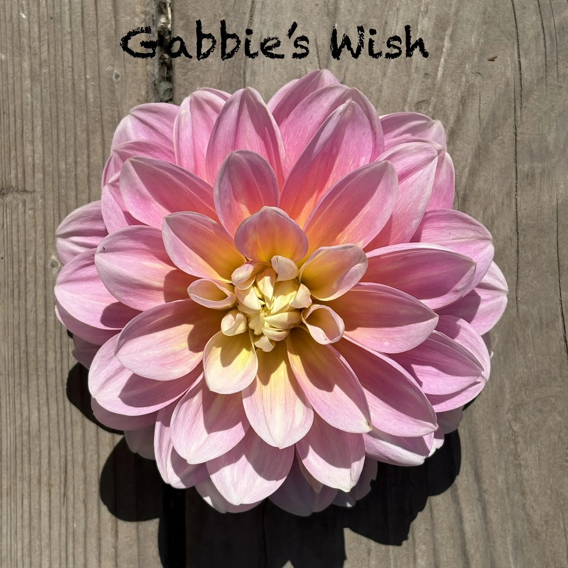 Gabbie's Wish