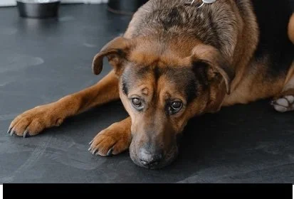 Weather Affects Your Dog’s Behavior and Mood