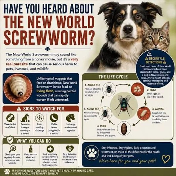 Screwworm: What Dog Owners Need to Know