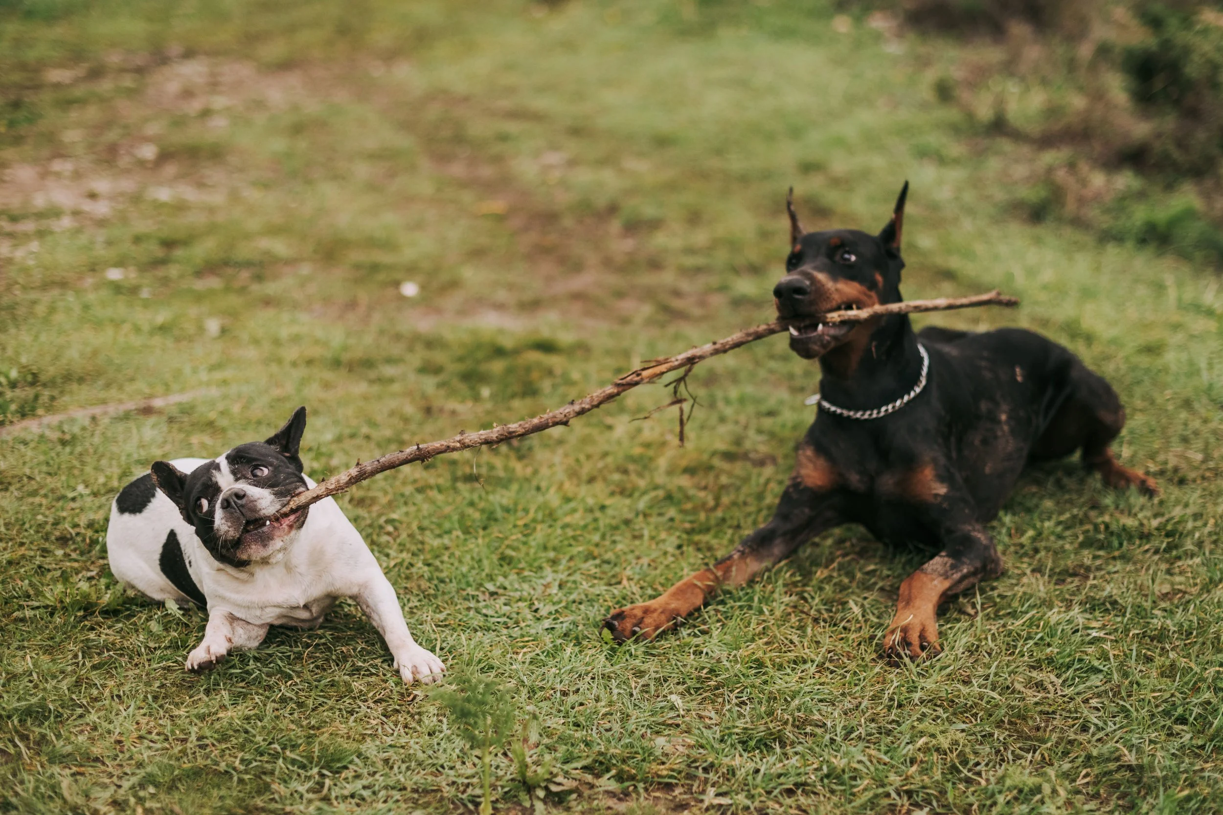 Do Chronic Dog Issues Dominate 2026’s Most Common and Costly Pet Issues Expensive) Pet Health Problems?