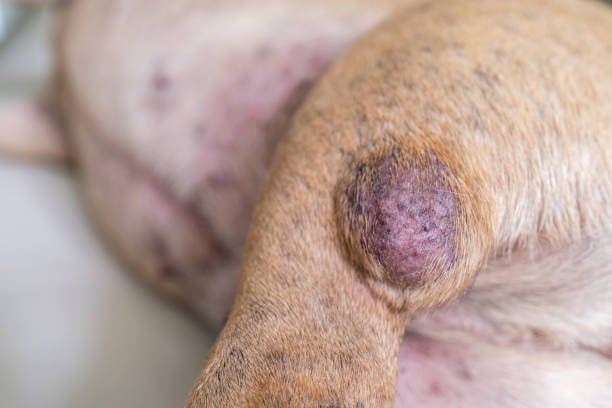 Rising Dog Cancer: One in Four Pets Now Faces a Lifetime Diagnosis and Breeds at Risk for Cancer (What to Watch For)