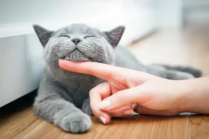 New Feline Quality-of-life Assessment