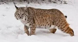 Deadly "Bobcat Fever" Spreads, Prompting Calls for Year-Round Tick Protection for Cats