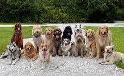 This Week—July 20-26—in Dog Health &amp; Climate —A weekly roundup for dog owners