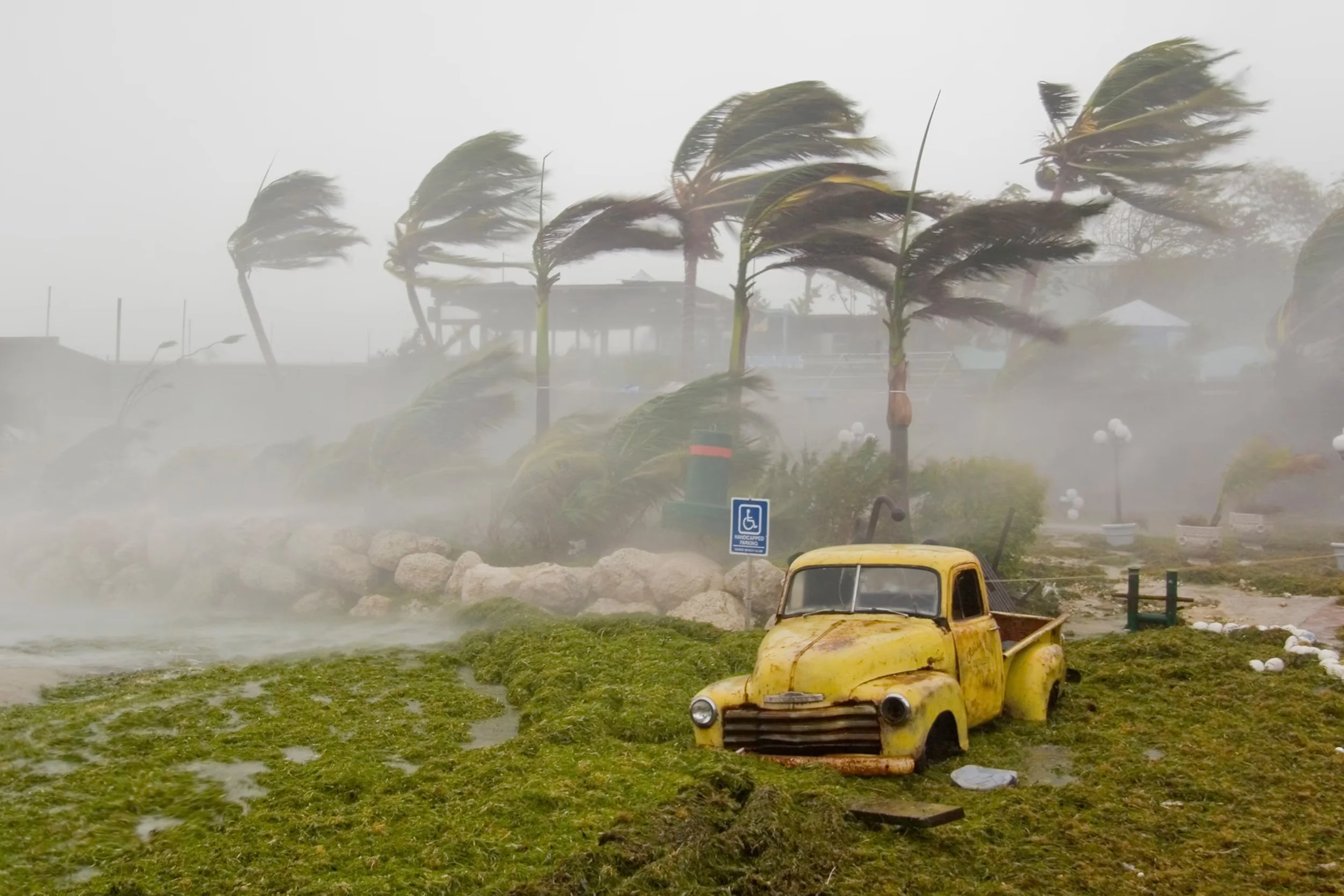 Extreme Weather Isn't Just Changing the Climate—It's Changing the Health of Our Dogs