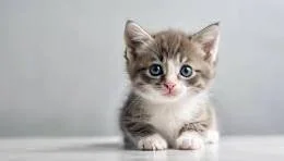 Past Week—July 27-August 3rd in Cat Health &amp; Climate—A weekly roundup for cat owners