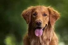 This Week—July 26-August 3—in Dog Health &amp; Climate —A weekly roundup for dog owners