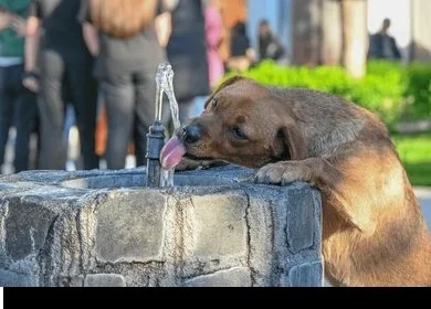 This Week - August 4-August 11—in Dog Health andClimate—A Weekly Roundup for Dog Owners