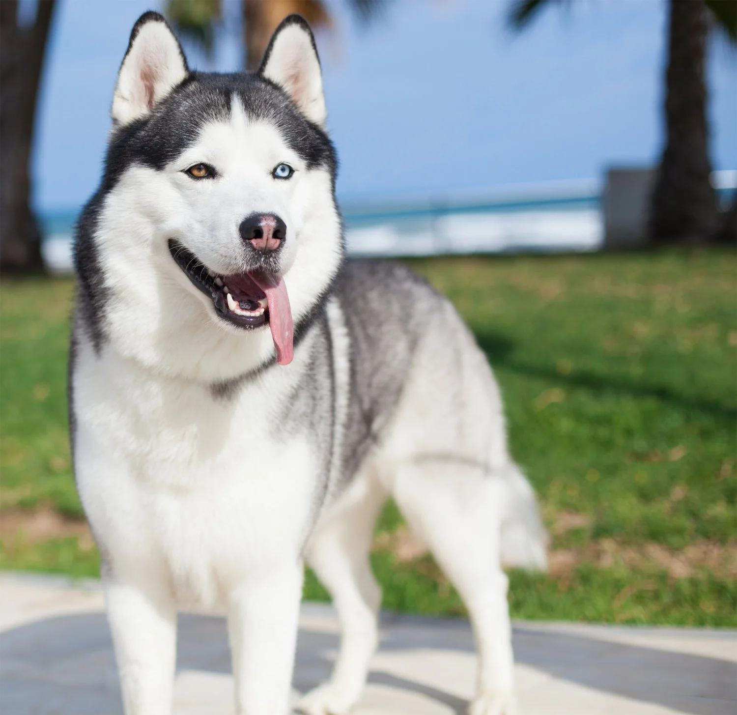 Weekly Dog Health &amp; Climate News Digest-— Week of August 13–19, 2026
