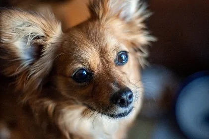 Dog Health News - August 20-August 28