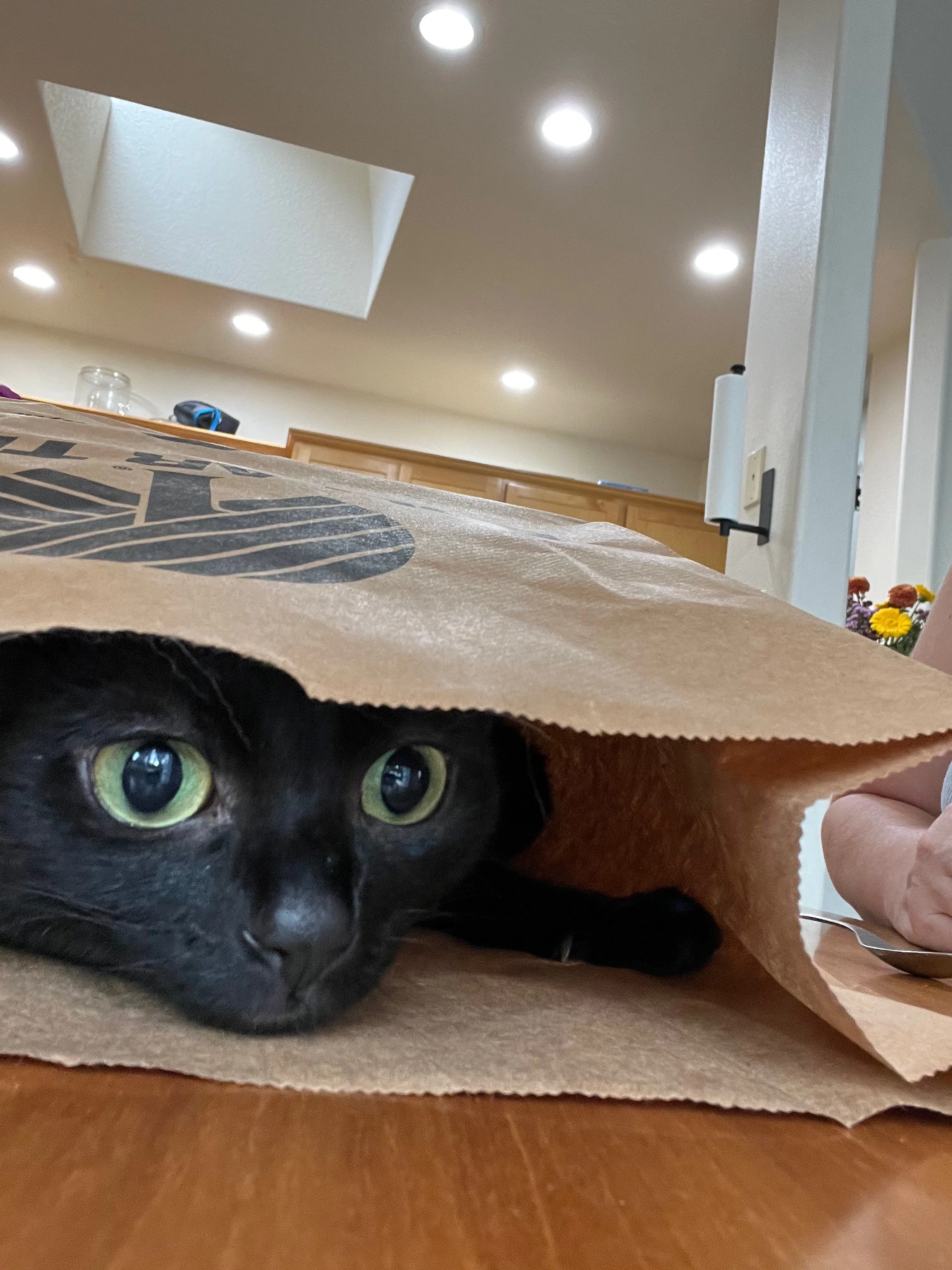 Black cat lying on a table, partially covered by a paper bag, with visible green eyes and whiskers, in an indoor setting with bright ceiling lights and kitchen cabinets in the background.
