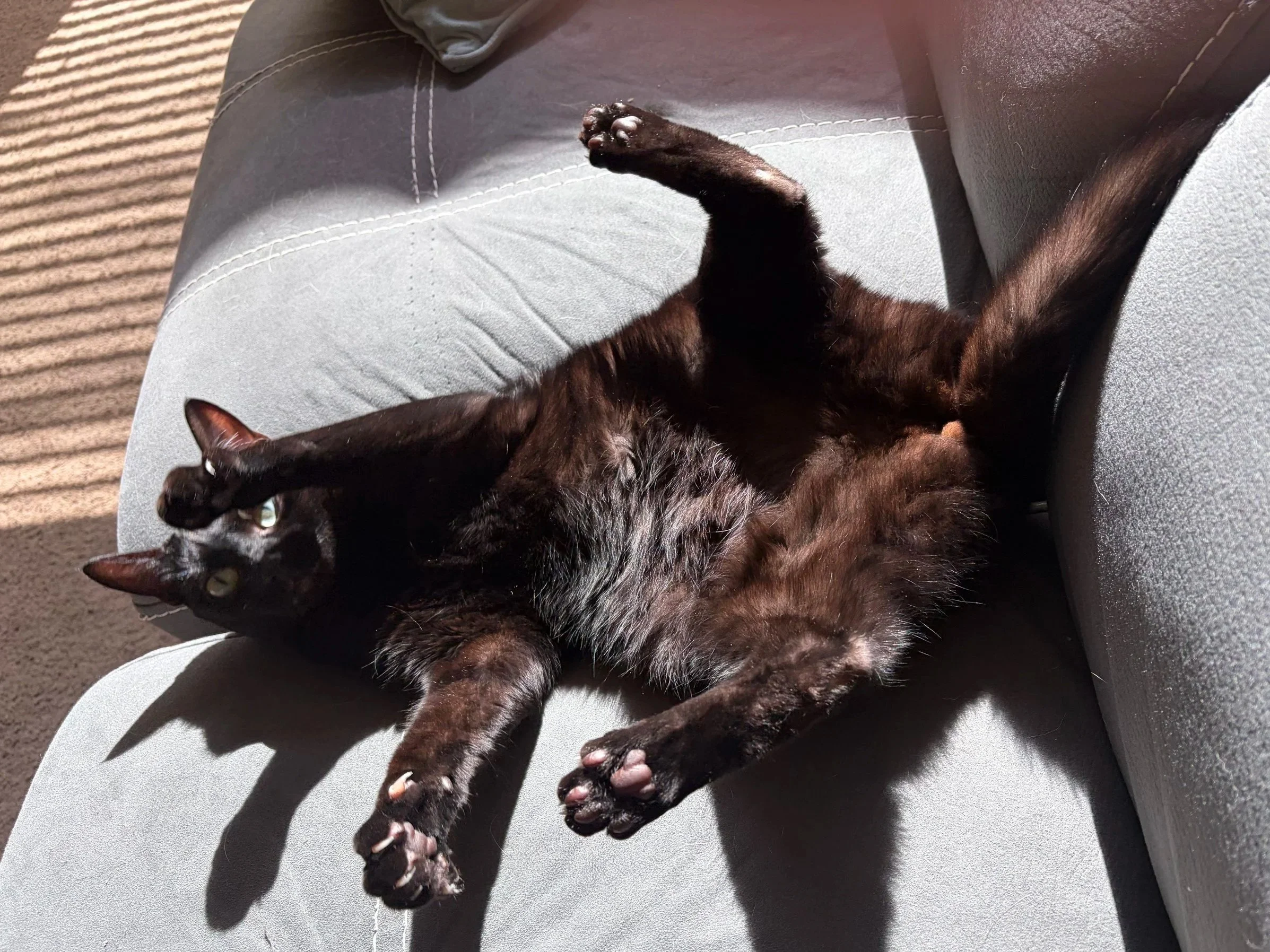 A black cat lying on a person's lap, stretching with its front paws extended and looking relaxed in sunlight.