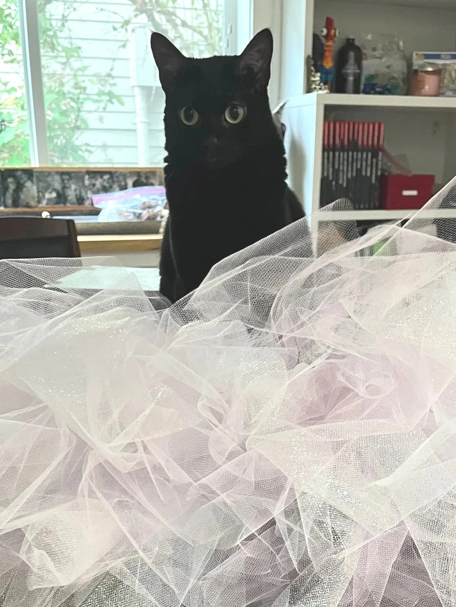 A black cat sitting on a dining table behind sheer pinkish fabric, with a background of a room with shelves, a window, and some greenery outside.