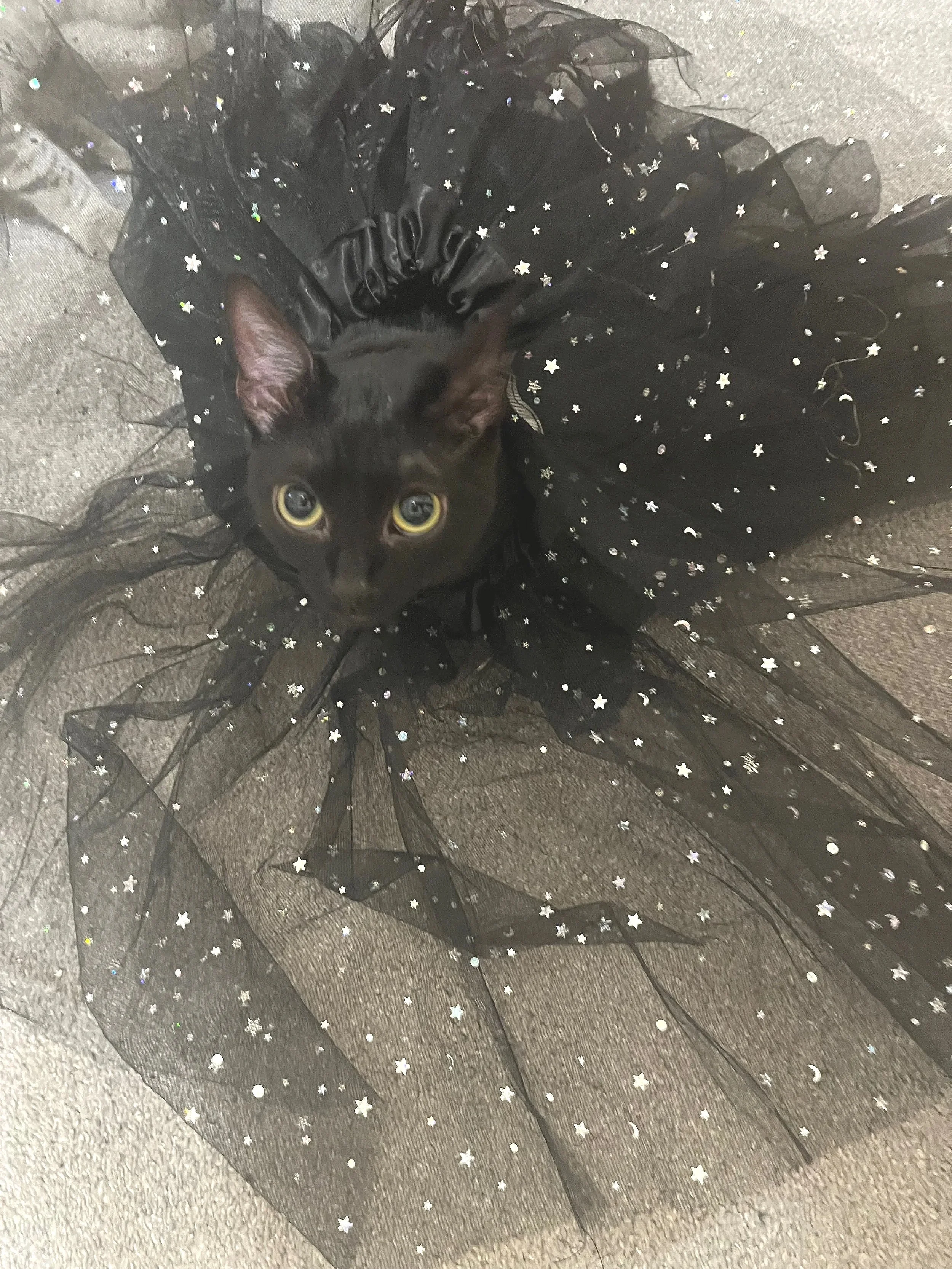 A black cat with yellow eyes dressed in a black dress with a tulle skirt decorated with star-shaped glitter, lying down on a gray floor.